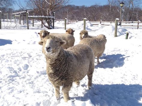 TOP 10 BEST Petting Zoo in Long Island, NY .